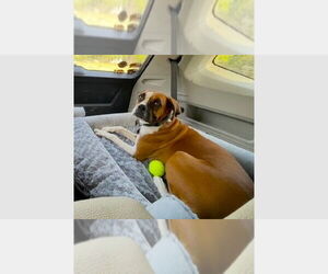 Boxer Dogs for adoption in Austin, TX, USA