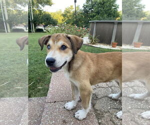 Australian Shepherd-Spaniel Mix Dogs for adoption in Hillsboro, MO, USA