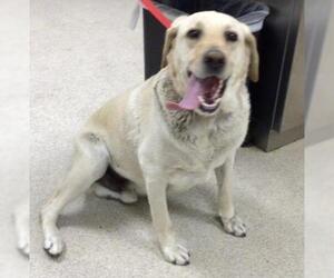 Labrador Retriever Dogs for adoption in Riverside, CA, USA