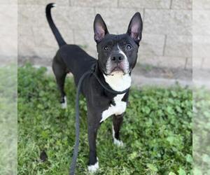 American Pit Bull Terrier-Unknown Mix Dogs for adoption in Modesto, CA, USA