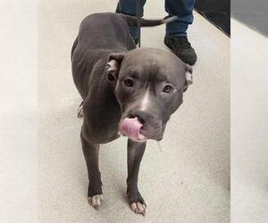 American Pit Bull Terrier-Unknown Mix Dogs for adoption in Anchorage, AK, USA