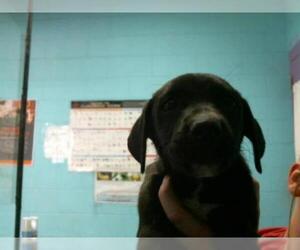 Labrador Retriever Dogs for adoption in Lufkin, TX, USA