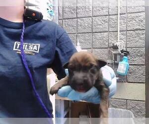 German Shepherd Dog-Unknown Mix Dogs for adoption in Tulsa, OK, USA