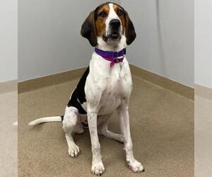 Treeing Walker Coonhound Dogs for adoption in Aurora, CO, USA