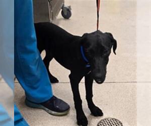 Doberman Pinscher-Labrador Retriever Mix Dogs for adoption in Riverside, CA, USA