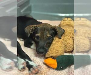 German Shepherd Dog-Unknown Mix Dogs for adoption in Visalia, CA, USA