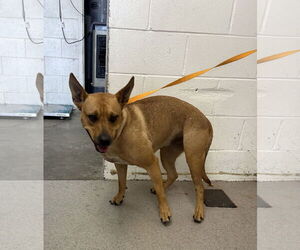 American Pit Bull Terrier-German Shepherd Dog Mix Dogs for adoption in San Bernardino, CA, USA