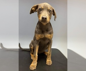 Doberman Pinscher-Unknown Mix Dogs for adoption in Franklinton, LA, USA