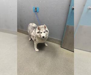Siberian Husky-Unknown Mix Dogs for adoption in Las Vegas, NV, USA