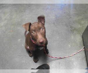 American Pit Bull Terrier-Unknown Mix Dogs for adoption in Tulsa, OK, USA