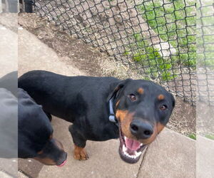 Rotterman Dogs for adoption in Claremore, OK, USA
