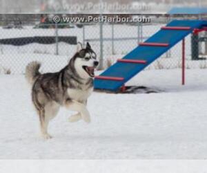 Alusky Dogs for adoption in Grasswood, Saskatchewan, Canada