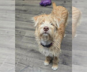 Mutt Dogs for adoption in Lakewood, CO, USA