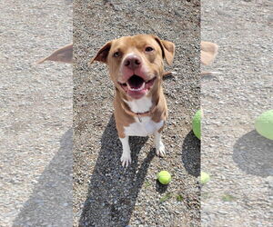 American Pit Bull Terrier-Unknown Mix Dogs for adoption in Rockaway, NJ, USA