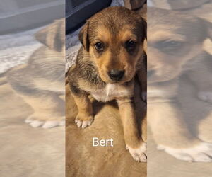 Mutt Dogs for adoption in Aurora, IN, USA