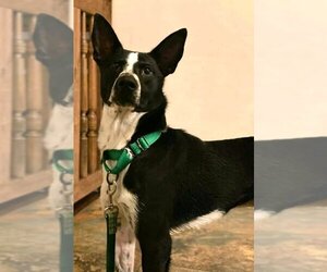 Australian Kelpie-Border Collie Mix Dogs for adoption in House Springs, MO, USA