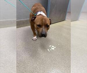 Mutt Dogs for adoption in Las Vegas, NV, USA