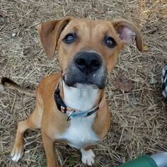 Boxador Dogs for adoption in Greenville, SC, USA