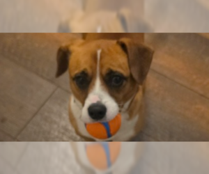 Raggle Dogs for adoption in Springdale, PA, USA