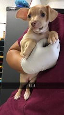 Medium Photo #1 Mutt Puppy For Sale in Chico, CA, USA