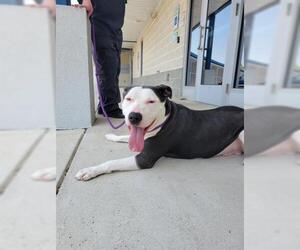 American Pit Bull Terrier Dogs for adoption in Canfield, OH, USA