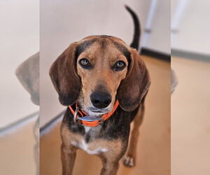 Beagle-Unknown Mix Dogs for adoption in Elmsford, NY, USA