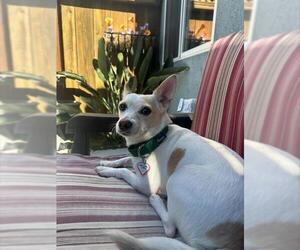 Chihuahua-Siberian Husky Mix Dogs for adoption in Santa Cruz, CA, USA