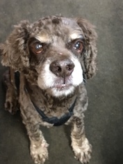 Small Cocker Spaniel