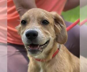Labrador Retriever-Unknown Mix Dogs for adoption in Yardley, PA, USA