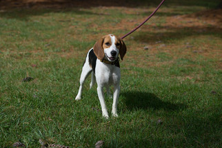 Beagle Dogs for adoption in Howell, MI, USA