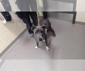 American Pit Bull Terrier Dogs for adoption in Denver, CO, USA