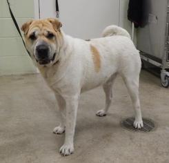 Chinese Shar-Pei-Unknown Mix Dogs for adoption in Hutchinson, KS, USA
