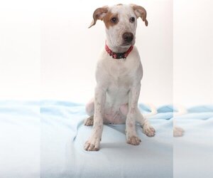 Australian Cattle Dog Dogs for adoption in Burbank, CA, USA
