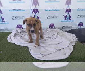 American Staffordshire Terrier-Unknown Mix Dogs for adoption in Orlando, FL, USA