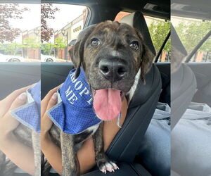 Mountain Cur-Plott Hound Mix Dogs for adoption in GILBERTS, IL, USA