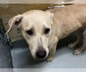Labrador Retriever-Unknown Mix Dogs for adoption in Tulsa, OK, USA