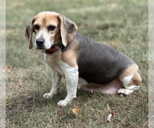 Beagle Dogs for adoption in Brooklyn Center, MN, USA