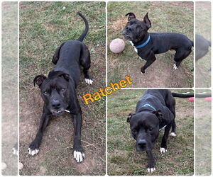 Medium Photo #1 American Staffordshire Terrier Puppy For Sale in Pierceton , IN, USA