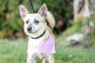 Chi-Corgi Dogs for adoption in El Cajon, CA, USA