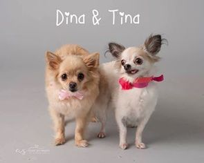 Chihuahua Dogs for adoption in phoenix, AZ, USA