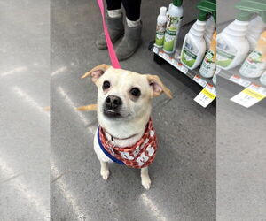 Chihuahua-Unknown Mix Dogs for adoption in Minneapolis, MN, USA