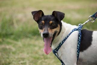 Jack Russell Terrier-Unknown Mix Dogs for adoption in Baton Rouge, LA, USA