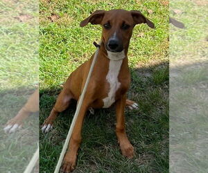 Mutt Dogs for adoption in Tarboro, NC, USA