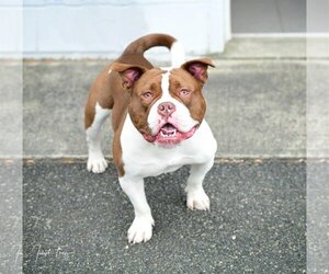 American Pit Bull Terrier-Bulldog Mix Dogs for adoption in Rockaway, NJ, USA
