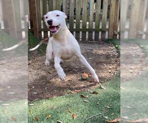 American Pit Bull Terrier-American Staffordshire Terrier Mix Dogs for adoption in Mobile, AL, USA