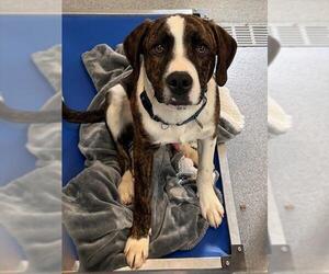 Collie-Unknown Mix Dogs for adoption in Waterford, VA, USA