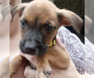 Black Mouth Cur-Unknown Mix Dogs for adoption in McKinney, TX, USA