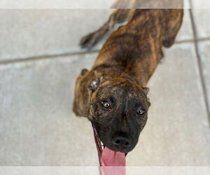 American Pit Bull Terrier-Unknown Mix Dogs for adoption in Tulsa, OK, USA