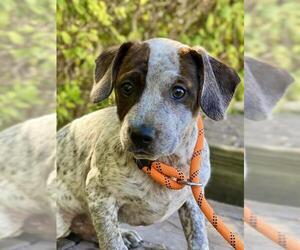 German Shorthaired Pointer Dogs for adoption in Waco, TX, USA