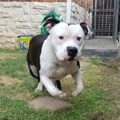 Staffordshire Bull Terrier Dogs for adoption in Euless, TX, USA